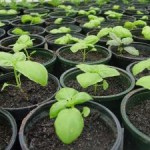 basil_seedlings300