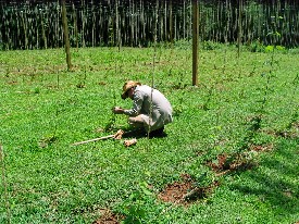 A WNC grower in his new hops yard
