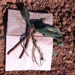 root angustifolia
