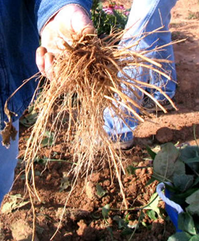 A knot of roots being held by a person.