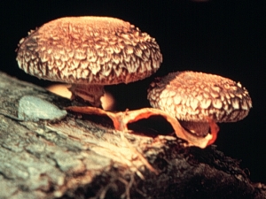 shiitake mushrooms