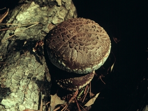 shiitake mushrooms