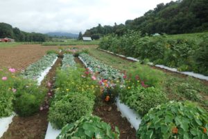 organic broccoli trial with flowers