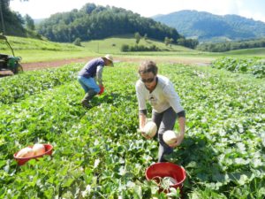 people harvesting melons in organic field