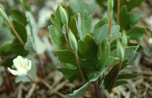 bloodroot plant