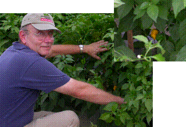 researcher examining pepper plants in the field