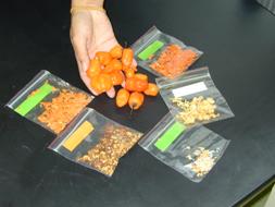 trial samples of peppers 