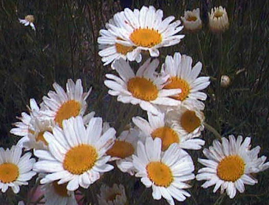 pyrethrum flowers