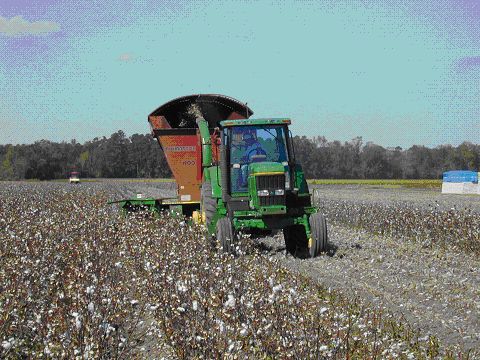 two-row silage harvester harvesting cotton stalks