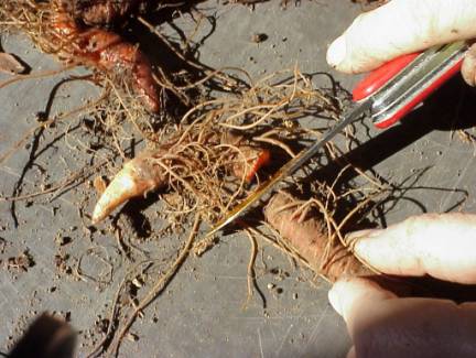 Cutting bloodroot into divisions for propagation study