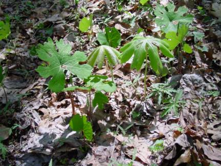 Bloodroot and Mayapple growing together in Waynesville companion planting (polyculture) study