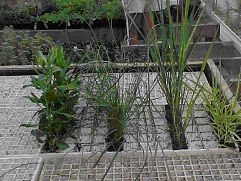 dune plants in flats on greenhouse bench