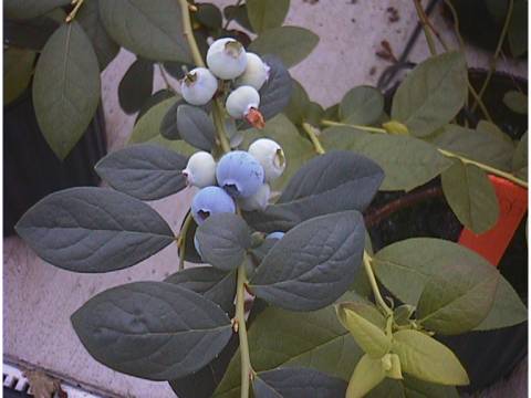 blueberries at different stages of ripeness on a stem