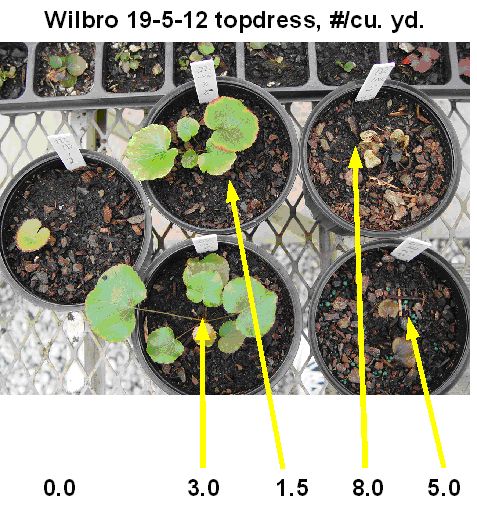 study plants with topdressings