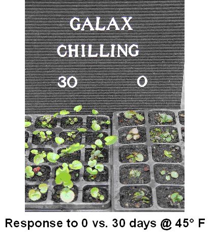 plants showing response to chilling study 