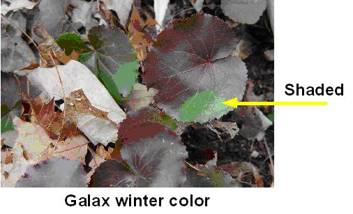 winter color of Galax