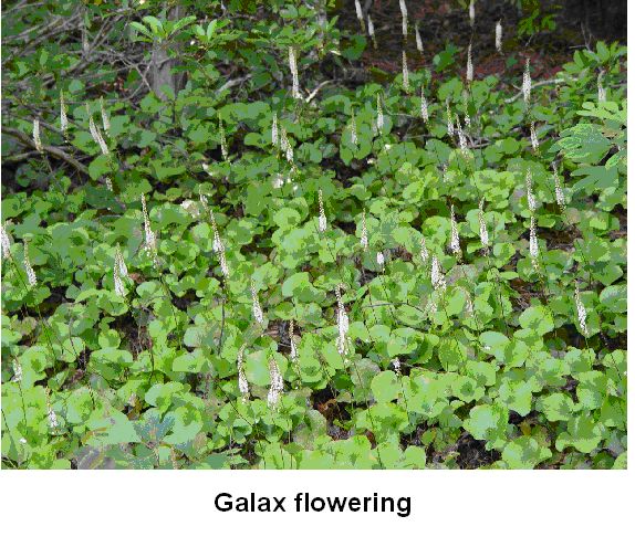 Galax flowering