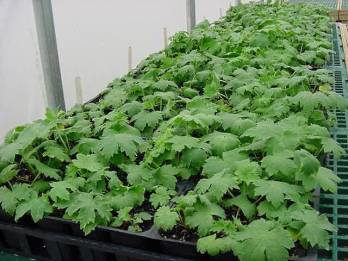 Delphiniums plants in flats in the greenhouse