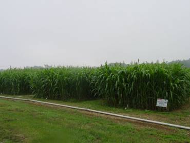 Sorghum crop maze trial 