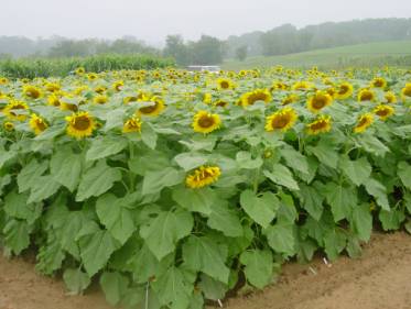 Sunflower crop maze trial
