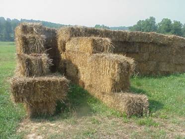Entrance to the straw bale maze.