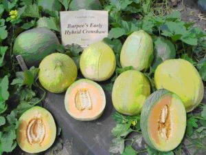 Crenshaw melons
