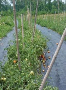 row of tomatoes