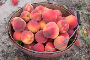 Yellow fleshed NC peaches