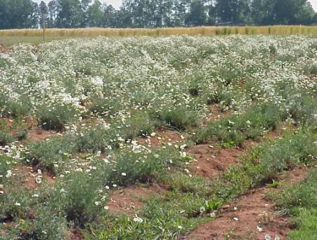 field of Pyrethrum in full bloom