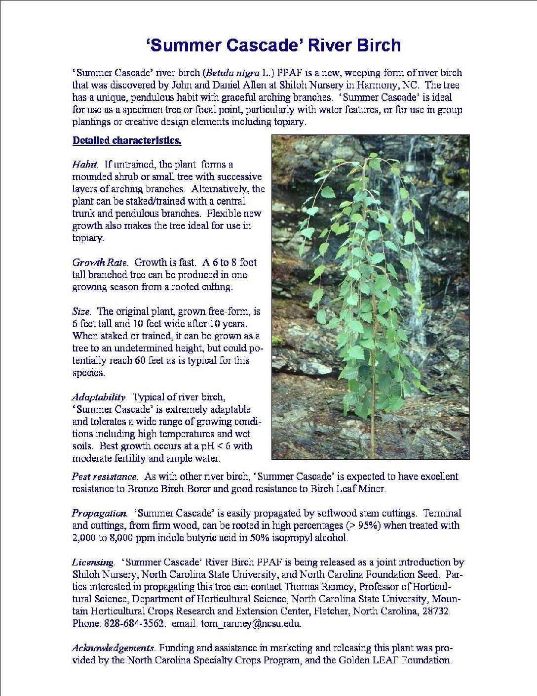 screen capture of Page 1 of flyer about 'Summer Cascade' River Birch