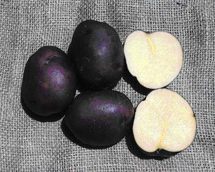 A medium to small purple skin yellow flesh potato