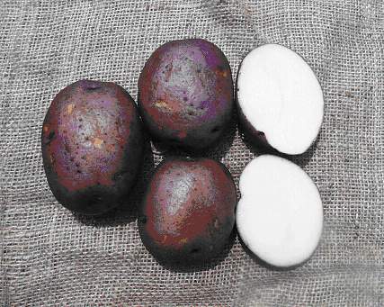 A medium large purple skin white flesh potato