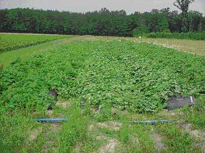 melon trial field