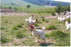 chickens in the field