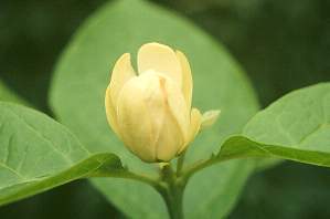 'Venus' Sweetshrub flower bud