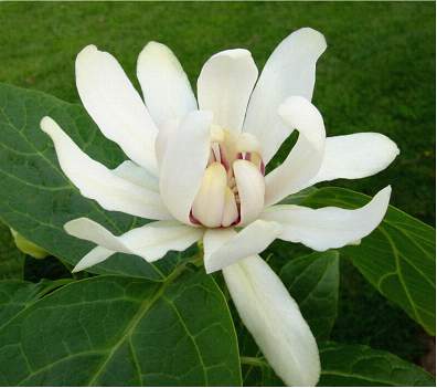 The "magnolia-like" 'Venus' Sweetshrub flower 