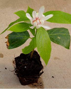 'Venus' Sweetshrub sapling