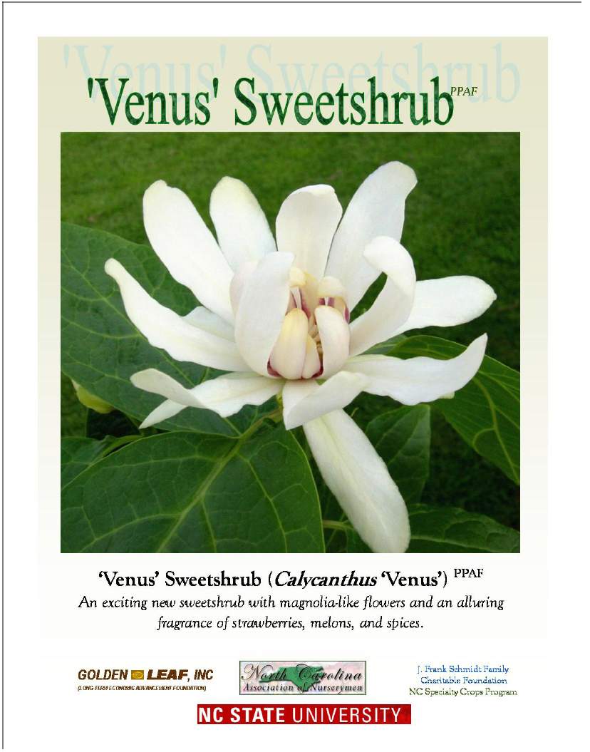 'Venus' Sweetshrub information sheet