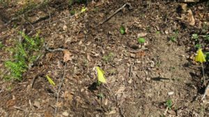 Young goldenseal and ginseng emerging