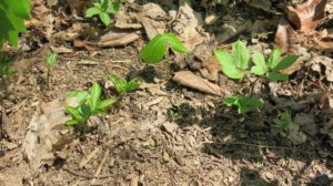 young ginseng and other plants in the woods