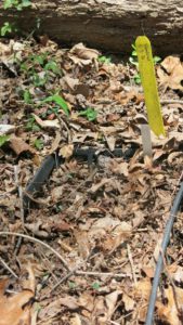 bloodroot seedlings