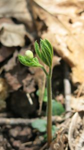 Young goldenseal emerging