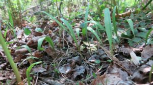 ramp seedlings