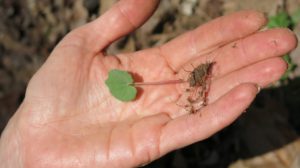 bloodroot seedling in a hand