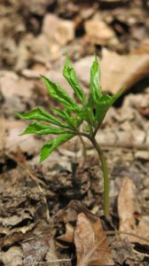 goldenseal unfurling its leaves