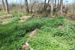 young plants emerging in the woods in April