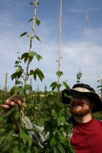 researcher examining the plant