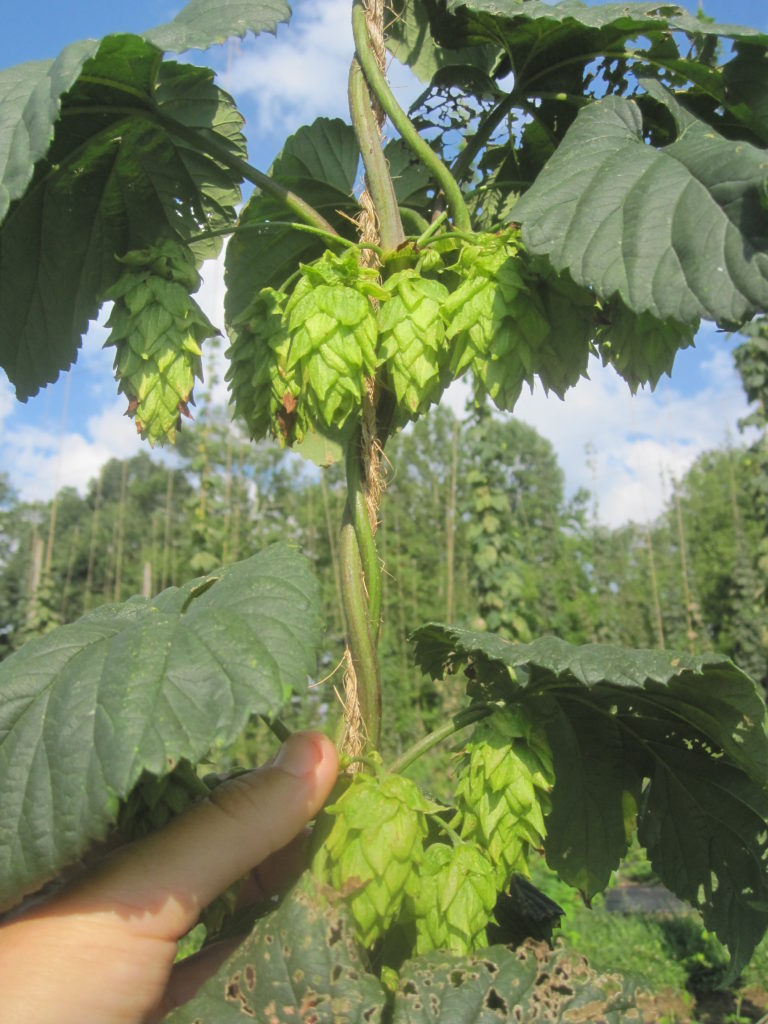 Cones maturing on the variety Chinook.
