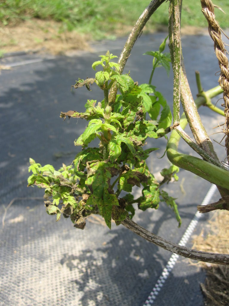 An extreme example of stunted growth and discoloration from downy mildew.