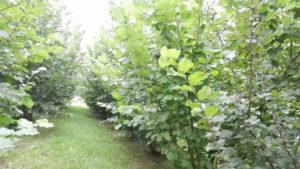 truffle orchard